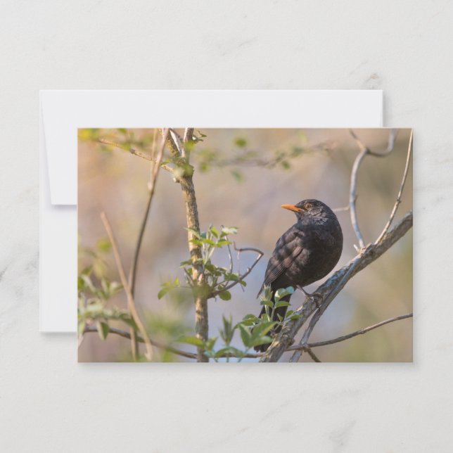 Fotokort för Blackbird-natur (Framsida)