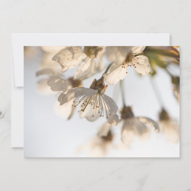 Fotokort för blommar av körsbärstyp (Framsida)