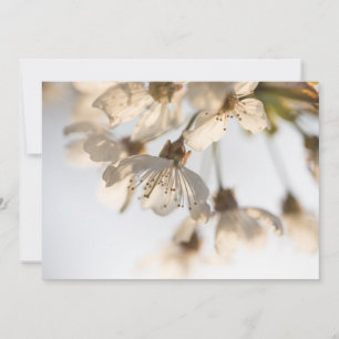 Fotokort för blommar av körsbärstyp