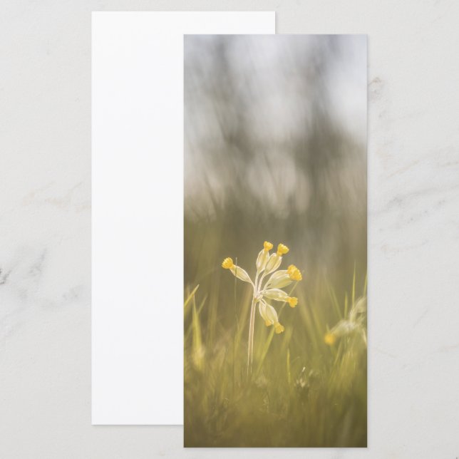 Fotokort för blomningstyp för gult (Fram/baksida)