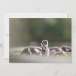 Fotokort för Chick av ljus