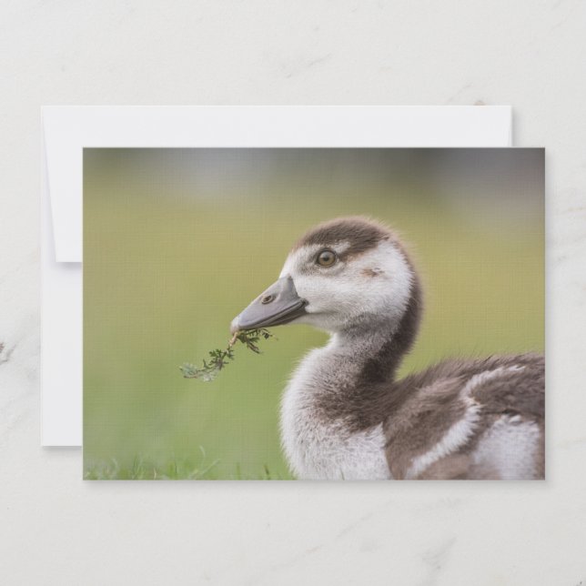 Fotokort för Chicken Cute Goose (Framsida)