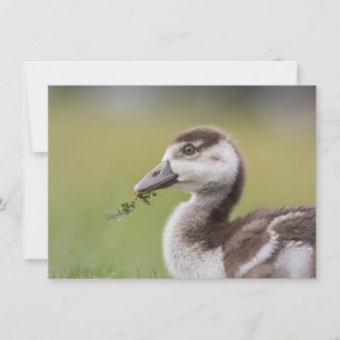 Fotokort för Chicken Cute Goose