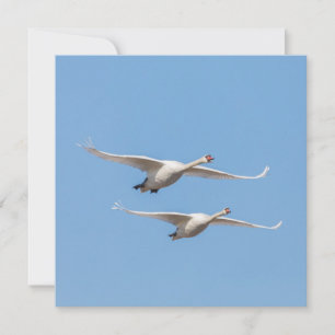 Fotokort för flytande Svanar