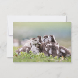 Fotokort för gäss-Chickar