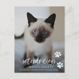 Fotokort för kattadoption, introduktion av sällska vykort