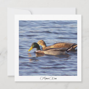 Fotokort för Mallard Ankor