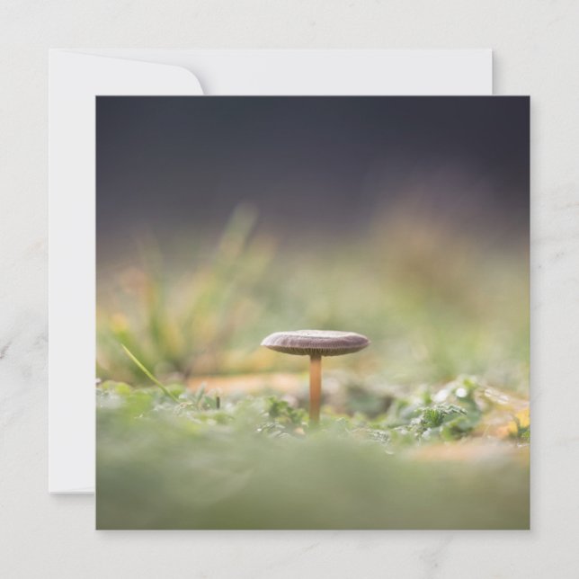 Fotokort för svamp-natur (Framsida)