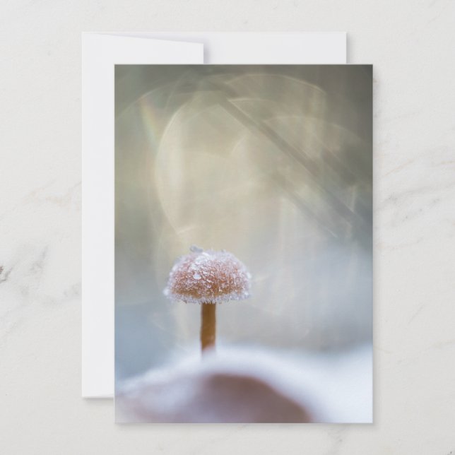 Fotokort för svampens vinter-natur (Framsida)