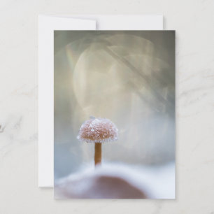 Fotokort för svampens vinter-natur