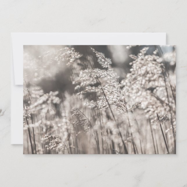 Fotokort med Reed Nature (Framsida)