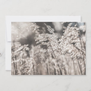 Fotokort med Reed Nature