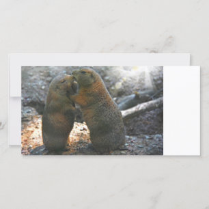 Fotokort med söt marmot par