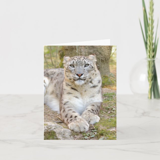 Fotoleopard, djur . kort (Framsida)