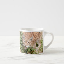 Fotolo, katt, djur . espresso kopp