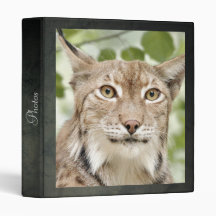 Fotolynx, katt, djur ...