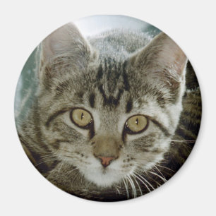 fotomagnet - anpassa med ditt eget husdjur magnet