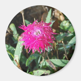 Fotomagnet i Fuchsia-blomman Magnet