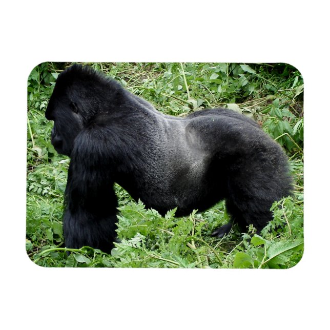 Fotomagnet Silverback gorilla Magnet (Horisontell)