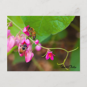 Fotomall för bin på korallvinsblommor vykort