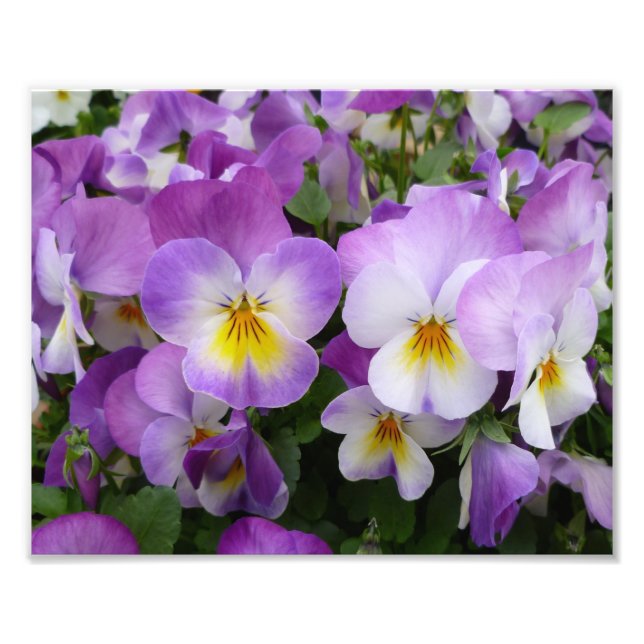Fotomålning-stedblommor Fototryck (Framsidan)