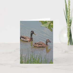 Fotomappat anteckningskort för Mallard Anka