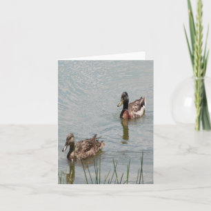 Fotomappat anteckningskort för Mallard Anka