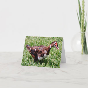 Fotomappat anteckningskort för Muscovy Anka
