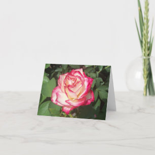 Fotomappat anteckningskort för rosa och Vit ros