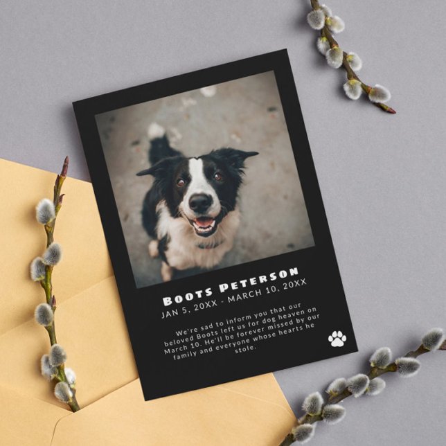Fotomeddelande om förlust av vita pawprint Pet Pet Meddelande (Skapare uppladdad)