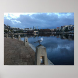Fotomontage av mås poster