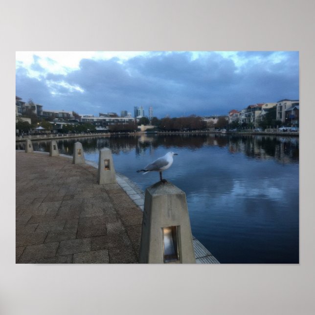 Fotomontage av mås poster (Framsidan)
