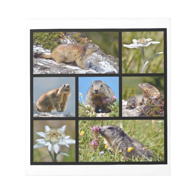 Fotomosaik Alpina marmots och edelweiss Anteckningsblock (Framsida)
