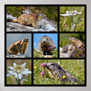 Fotomosaik Alpina marmots och edelweiss Poster