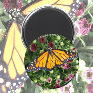 Foton av monarch Butterfly Magnet