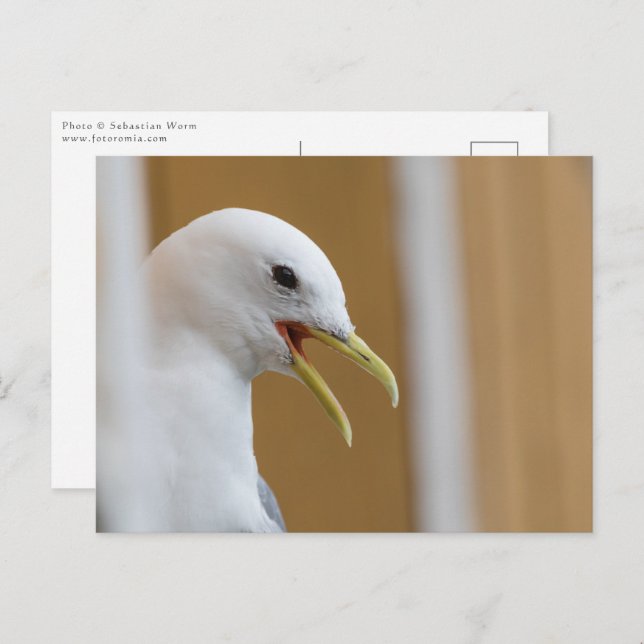 Foton fiskmås Porträtt Vykort (Fram/baksida)