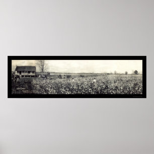 Foton för bomullsplockning i kung 1907 poster