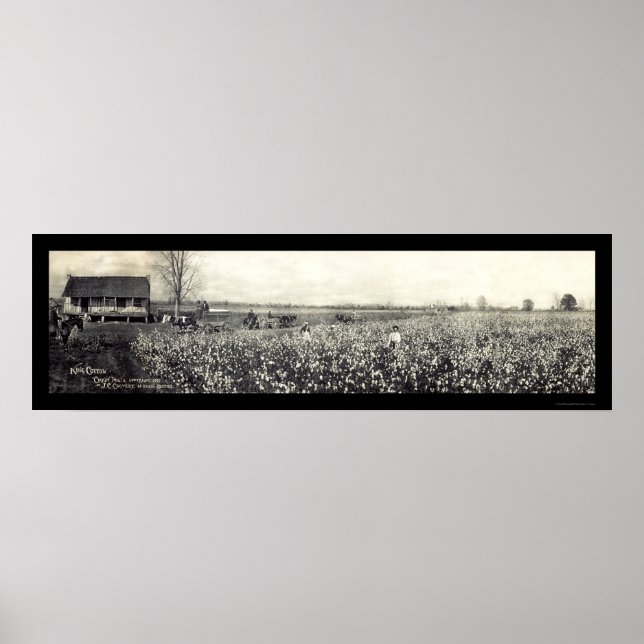 Foton för bomullsplockning i kung 1907 poster (Framsidan)