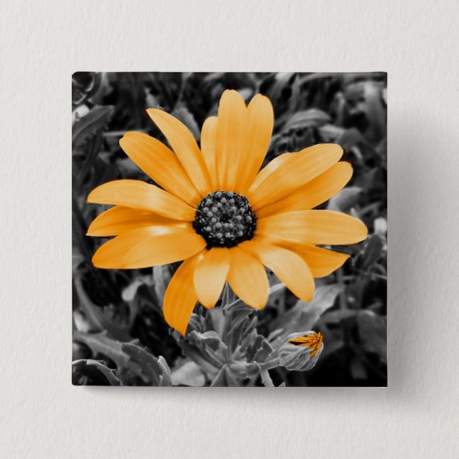Foton för Flash African Daisy färg i Vår Stänk Knapp (Framsida)