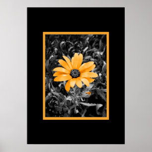 Foton för Flash African Daisy färg i Vår Stänk Poster