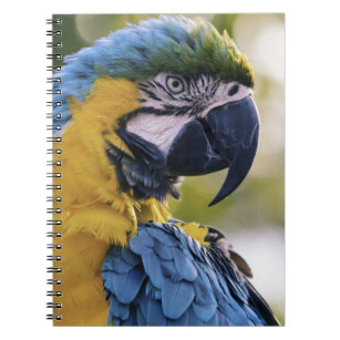 Foton för Macaw Parrot-profil Porträtt Anteckningsbok