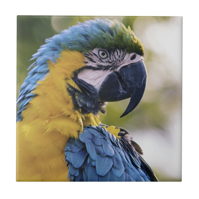 Foton för Macaw Parrot-profil Porträtt Kakelplatta (Framsidan)