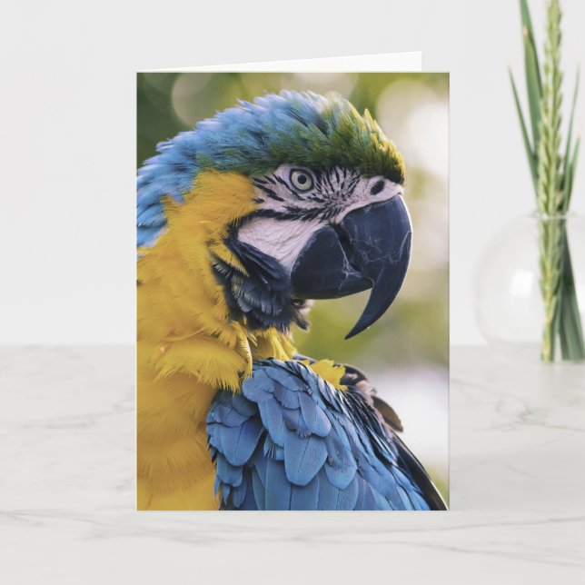 Foton för Macaw Parrot-profil Porträtt Kort (Framsida)