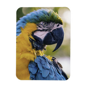 Foton för Macaw Parrot-profil Porträtt Magnet