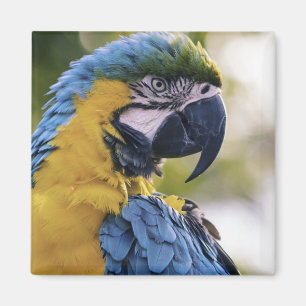 Foton för Macaw Parrot-profil Porträtt Magnet