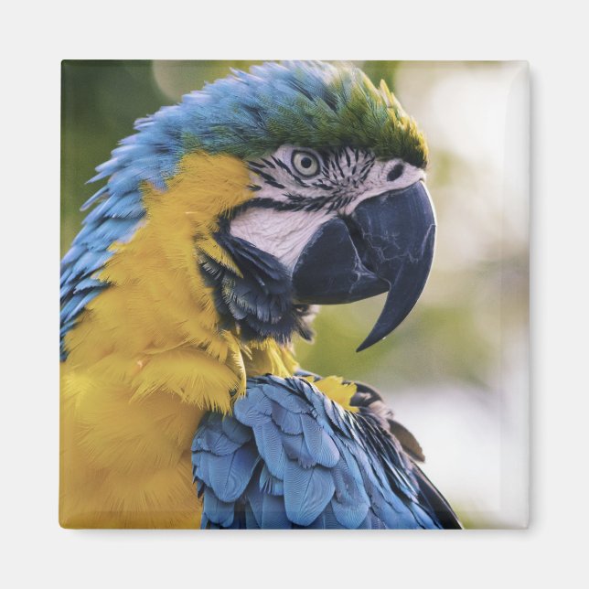 Foton för Macaw Parrot-profil Porträtt Magnet (Framsidan)