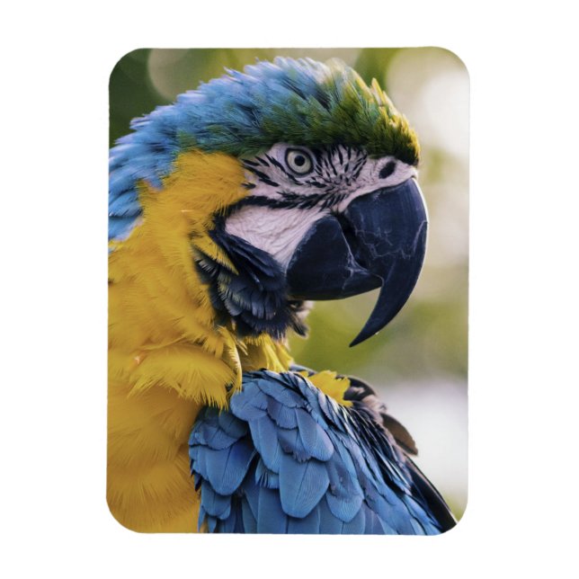 Foton för Macaw Parrot-profil Porträtt Magnet (Vertikal)