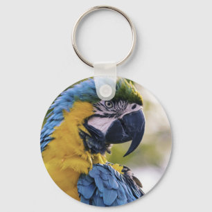 Foton för Macaw Parrot-profil Porträtt Nyckelring