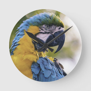 Foton för Macaw Parrot-profil Porträtt Rund Klocka