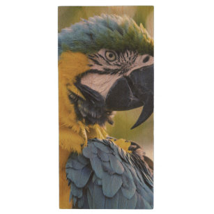Foton för Macaw Parrot-profil Porträtt Trä USB-minne